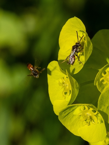 Wespenbienen