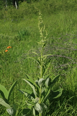 Veratrum dahuricum