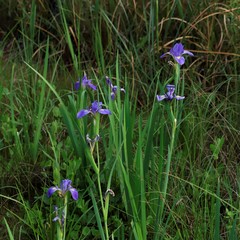 Iris giganticaerulea