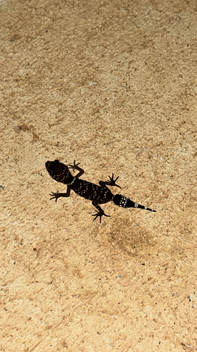 Thick-tailed Barking Gecko