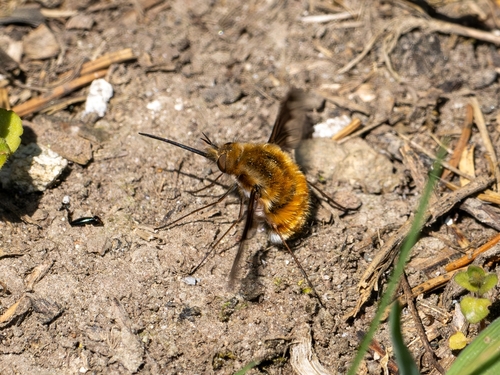 Großer Wollschweber