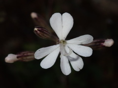 Silene italica