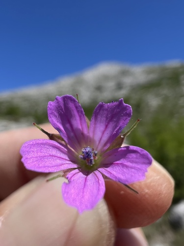 Longstalk cranesbill (Geranium columbinum)