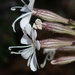 Silene italica - Photo (c) Georgios Mesimeris, algunos derechos reservados (CC BY-NC-SA), subido por Georgios Mesimeris