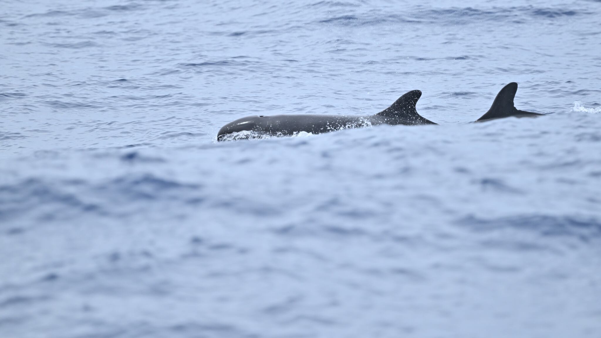 Pseudorca crassidens