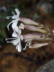 Silene italica
