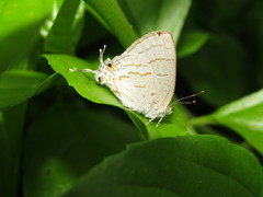 Hypolycaena philippus