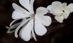 Silene italica