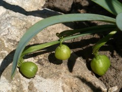 Galanthus alpinus