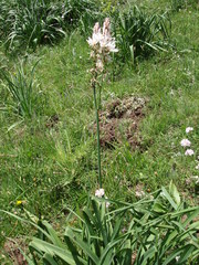 Asphodelus macrocarpus