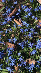Scilla siberica