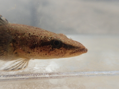 Butis humeralis