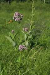 Valeriana amurensis