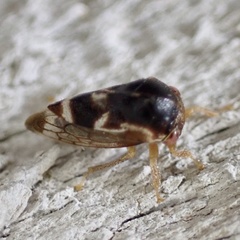 Smiliini
