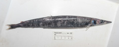 Magnisudis atlantica