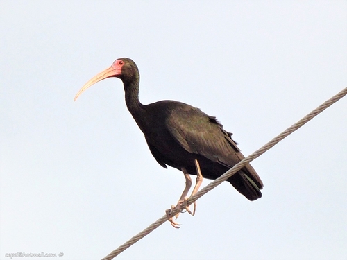 Bare-faced Ibis