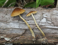 Conocybe mesospora