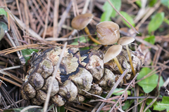 Strobilurus tenacellus