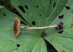 Conocybe mesospora
