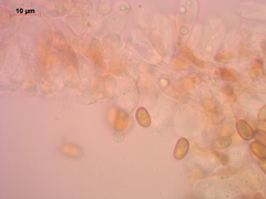 Conocybe mesospora