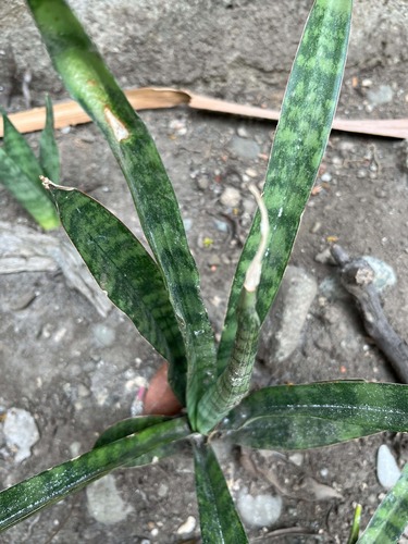 Snake Plant