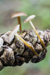 Strobilurus tenacellus