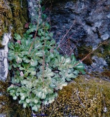 Saxifraga spathularis