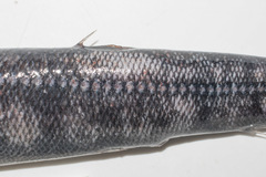 Magnisudis atlantica