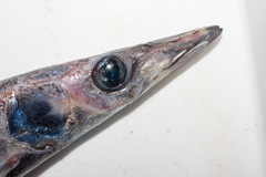 Magnisudis atlantica