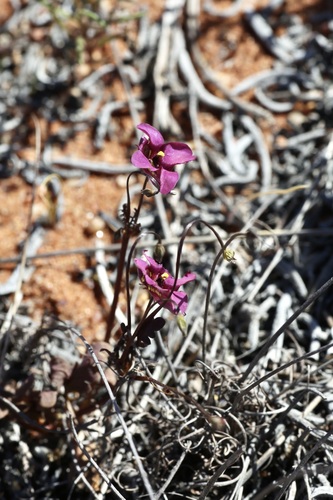 Diascia capensis, photograph 2