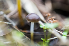 Strobilurus tenacellus