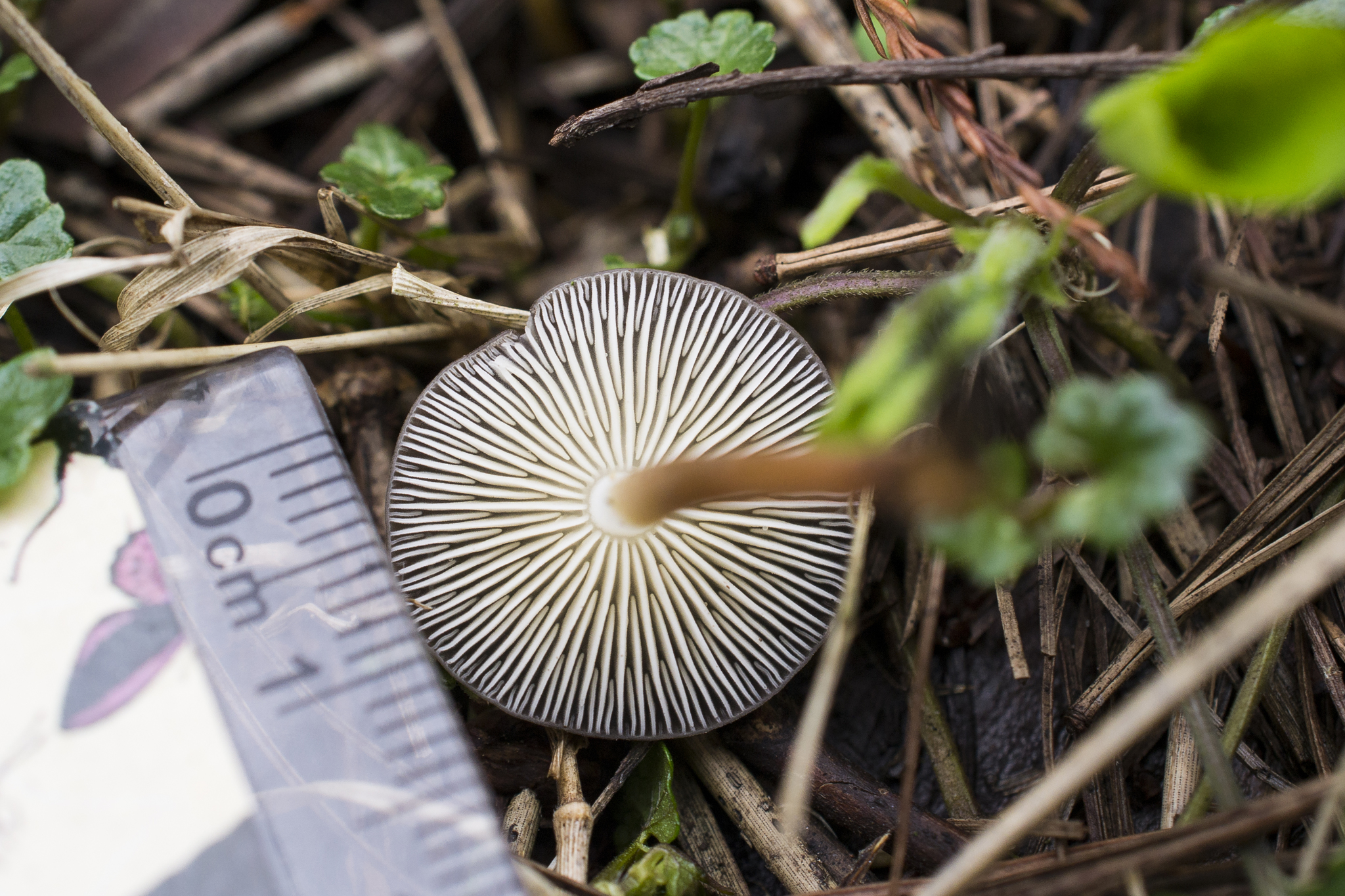 Strobilurus tenacellus image