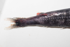 Magnisudis atlantica