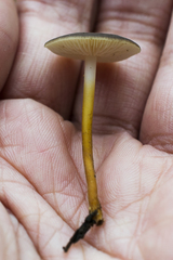 Strobilurus tenacellus