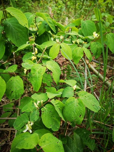 Paprastasis sausmedis