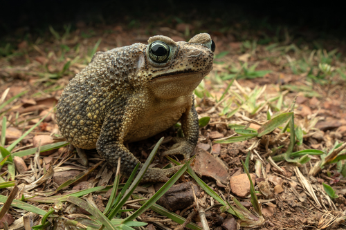 Rhinella mirandaribeiroi