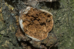 Phellinus pomaceus
