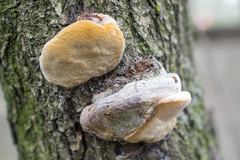 Phellinus pomaceus