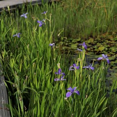 Iris giganticaerulea