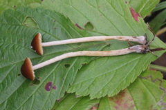 Conocybe mesospora