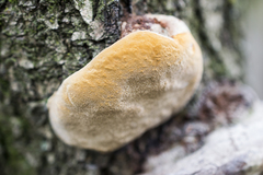 Phellinus pomaceus