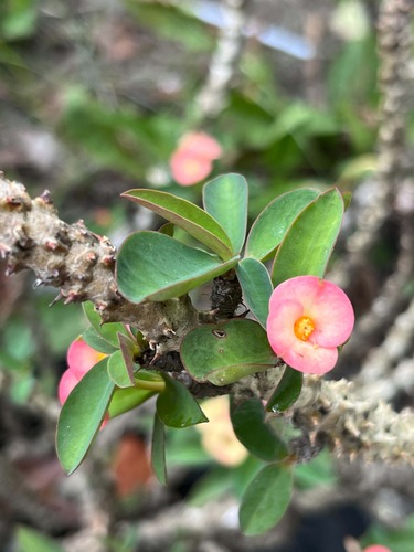 Crown-of-Thorns