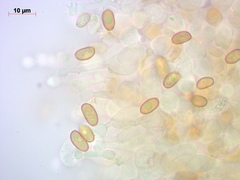Conocybe mesospora