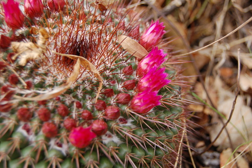 Mammillaria petterssonii