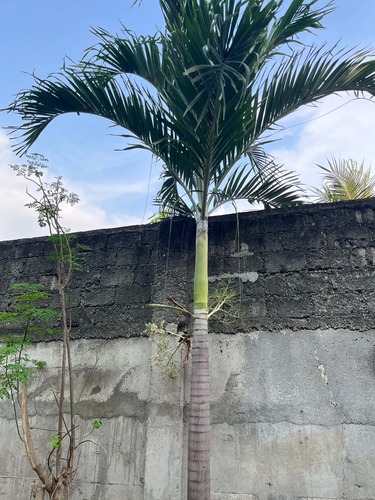 Manila Palm