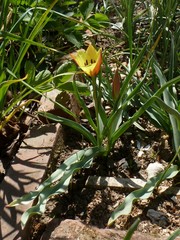 Tulipa clusiana