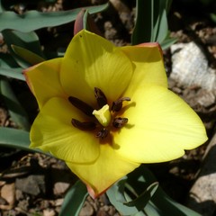 Tulipa clusiana