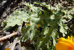 Hedosyne ambrosiifolia