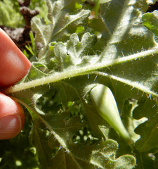 Hedosyne ambrosiifolia