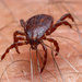 Brown Dog Tick - Photo (c) Gareth Yearsley, some rights reserved (CC BY-NC), uploaded by Gareth Yearsley